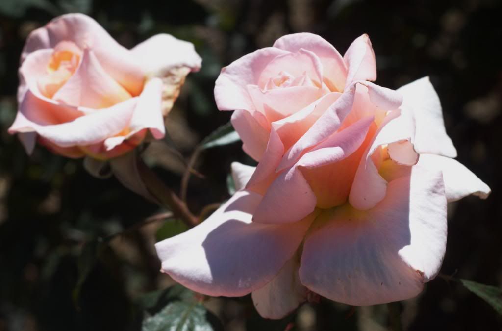 Makby Diva photo MakbyDiva_zpsf47ec174.jpg